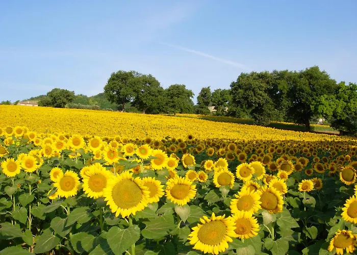 Le Querce * Serra San Quirico
